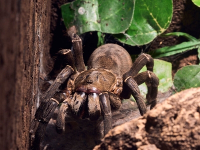 Chilobrachys sp electric blue - De Zonnegloed - Refuge pour animaux